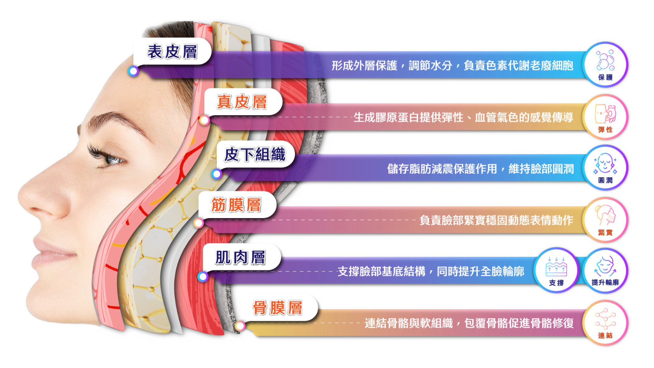 臉部分層