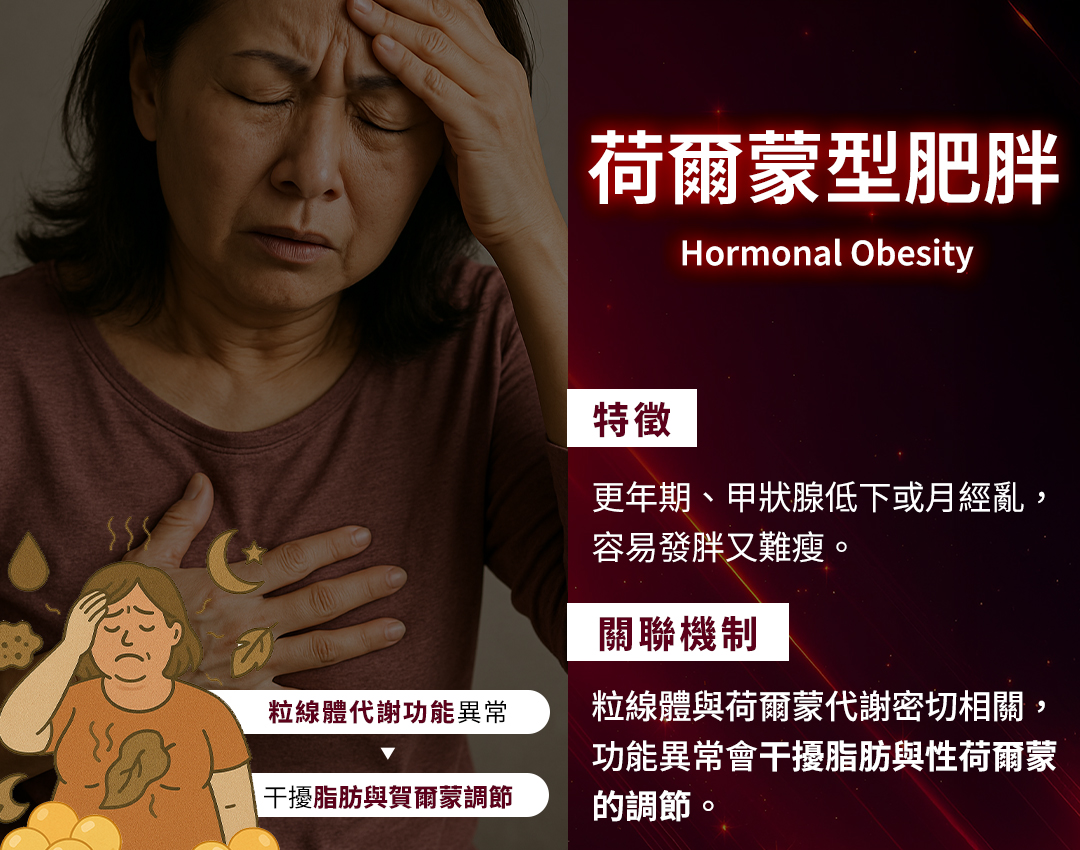 荷爾蒙型肥胖