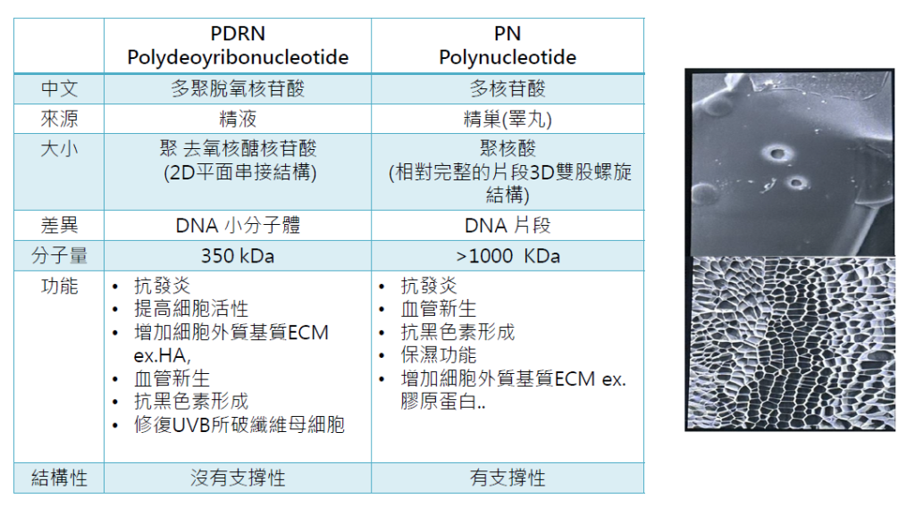 麗珠蘭的關鍵成分：PN／PDRN