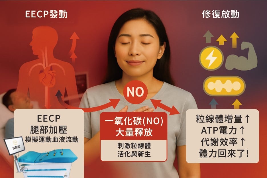 EECP體外反搏治療原理示意圖-一氧化碳NO釋放與粒線體ATP能量修復機制
