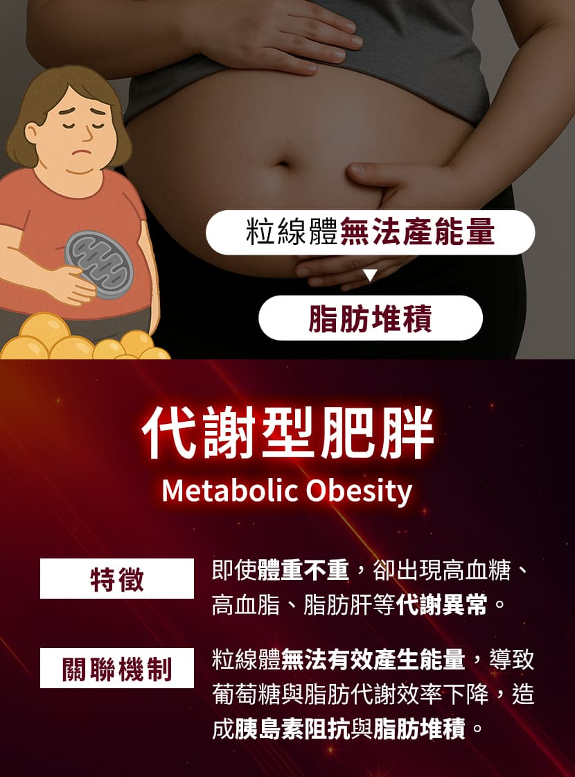 代謝型肥胖成因-粒線體功能異常導致胰島素阻抗與內臟脂肪堆積