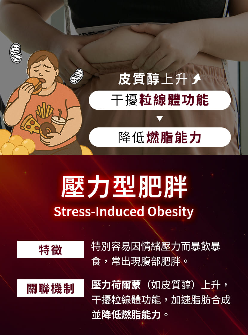 壓力型肥胖成因-皮質醇上升干擾粒線體功能導致腹部肥胖與暴飲暴食