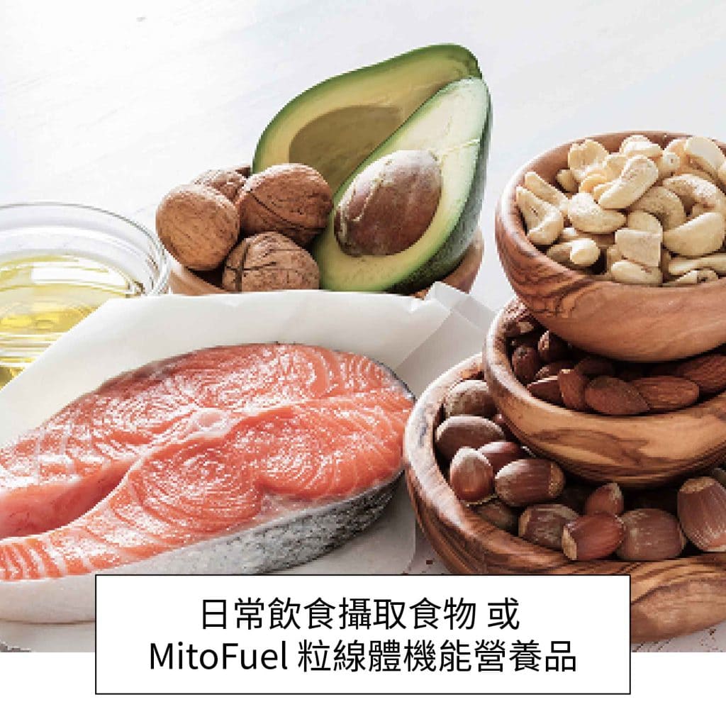 粒線體機能營養品MitoFuel與日常飲食攝取-鮭魚酪梨堅果富含優質Omega-3油脂
