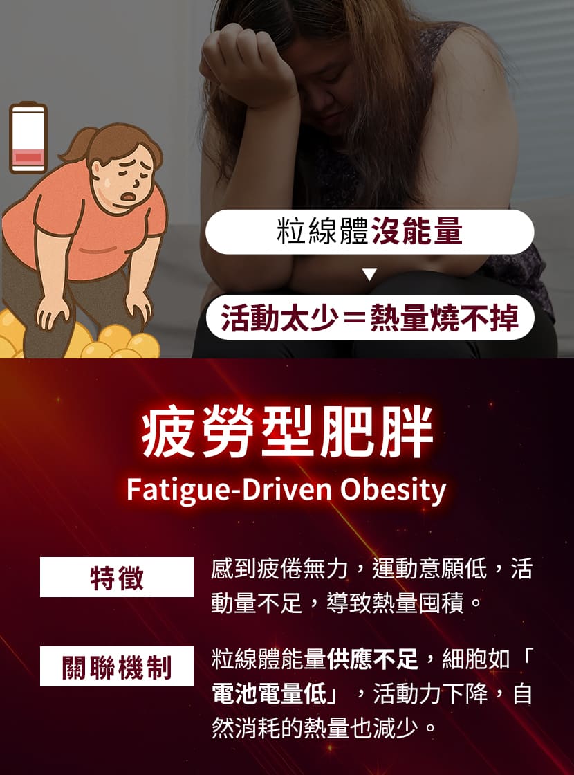 疲勞型肥胖成因-粒線體能量不足導致慢性疲勞與熱量囤積
