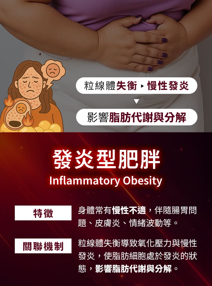 發炎型肥胖成因-粒線體失衡引發氧化壓力與脂肪代謝異常