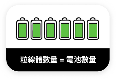 粒線體數量等於電池數量示意圖-增加細胞能量密度與體力來源