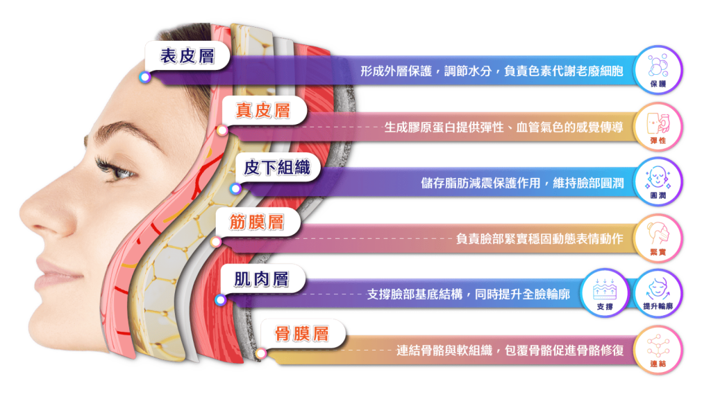 臉部皮膚結構分層示意圖-表皮層真皮層SMAS筋膜層肌肉層與骨膜層功能解析