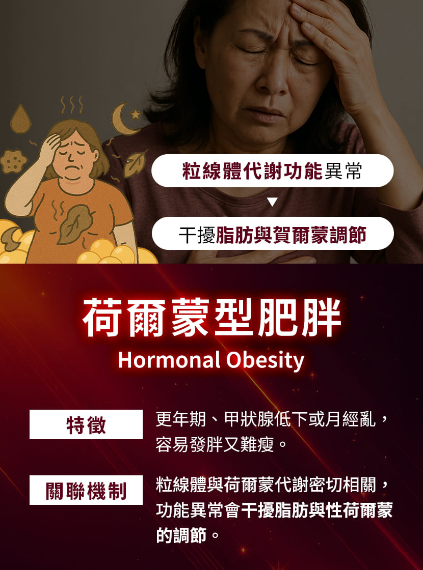 荷爾蒙型肥胖成因-粒線體代謝異常干擾更年期與甲狀腺脂肪調節