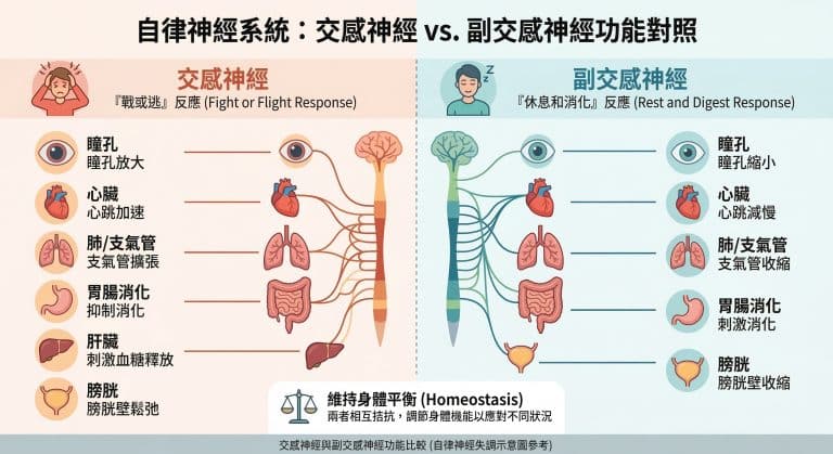 一張詳細的醫學教育圖表，標題為「自律神經系統：交感神經 vs. 副交感神經功能對照」。圖表清晰地分為兩部分，左側為橙色的「交感神經」(戰或逃反應)，右側為藍色的「副交感神經」(休息和消化反應)。中間顯示神經系統示意圖，分別連接到人體各主要器官。