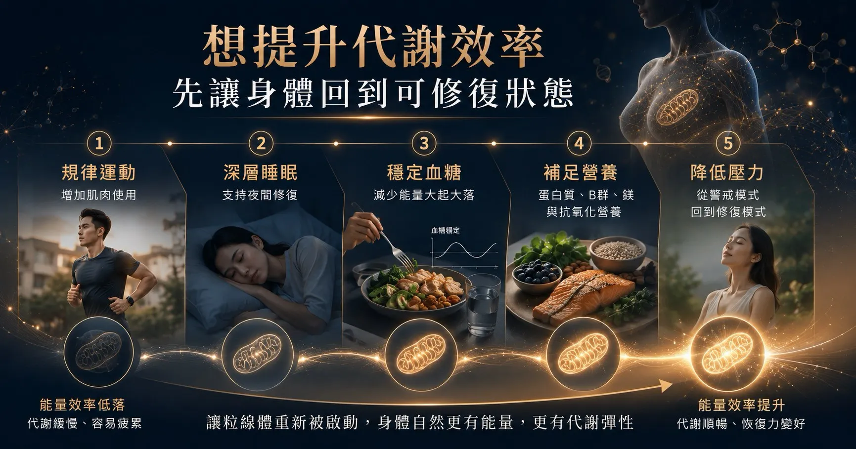 提升粒線體效能可從規律運動、深層睡眠、穩定血糖、均衡營養與降低長期壓力開始。