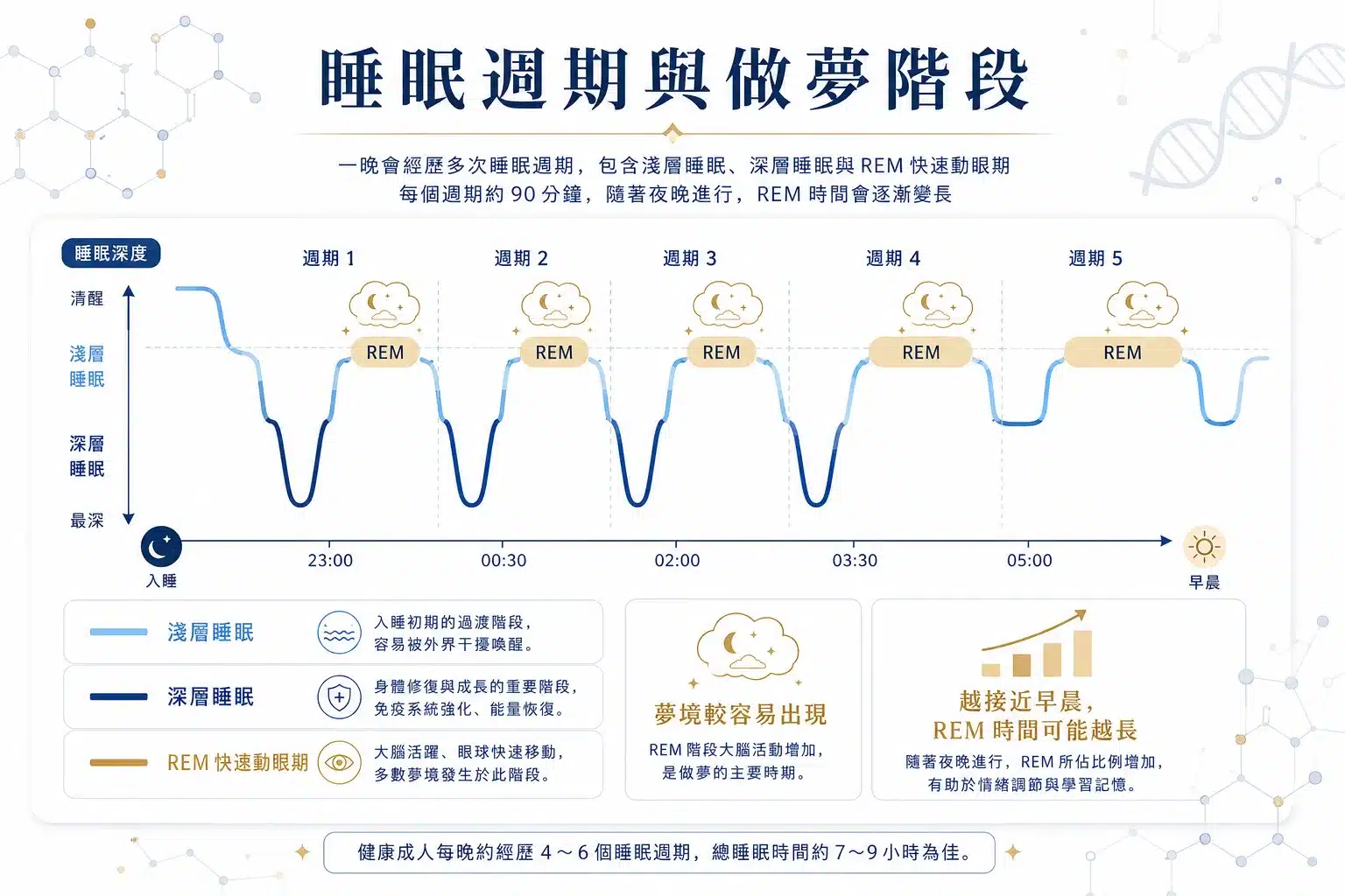 睡覺一直做夢代表沒睡好嗎?醒來很累的 7 個可能原因 2 睡眠週期與做夢階段圖解,說明淺眠、深層睡眠及 REM 快速動眼期的變化。