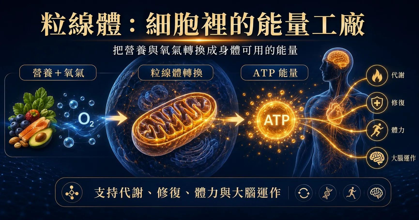 粒線體能將營養與氧氣轉換成 ATP 能量，支持身體代謝、修復、體力與大腦運作。