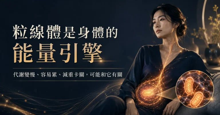粒線體是細胞能量生成的重要核心，與代謝效率、疲勞感、睡眠修復與減重卡關有關。