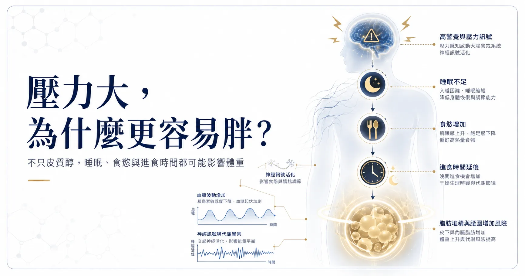 壓力大為什麼容易胖，圖解睡眠不足、食慾、進食時間與腹部脂肪之間的關係