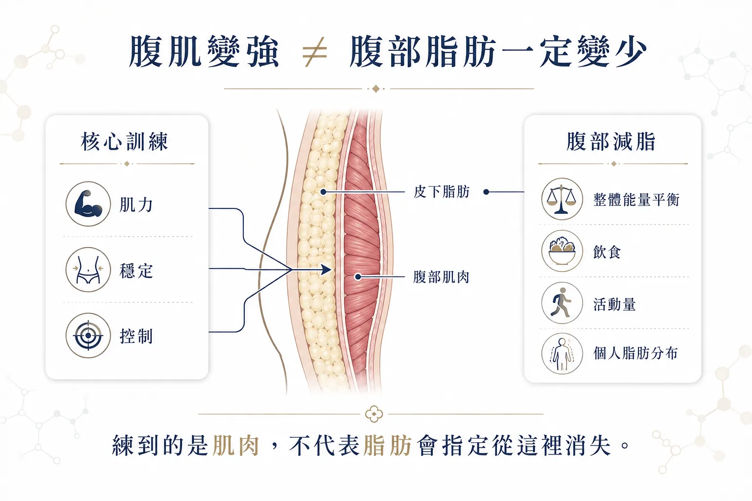 久坐小腹怎麼改善?2026減脂、增肌、核心訓練先後順序一次看懂 4 腹部運動與腹部減脂差異示意圖,說明核心訓練可強化肌肉但不能指定燃燒小腹脂肪