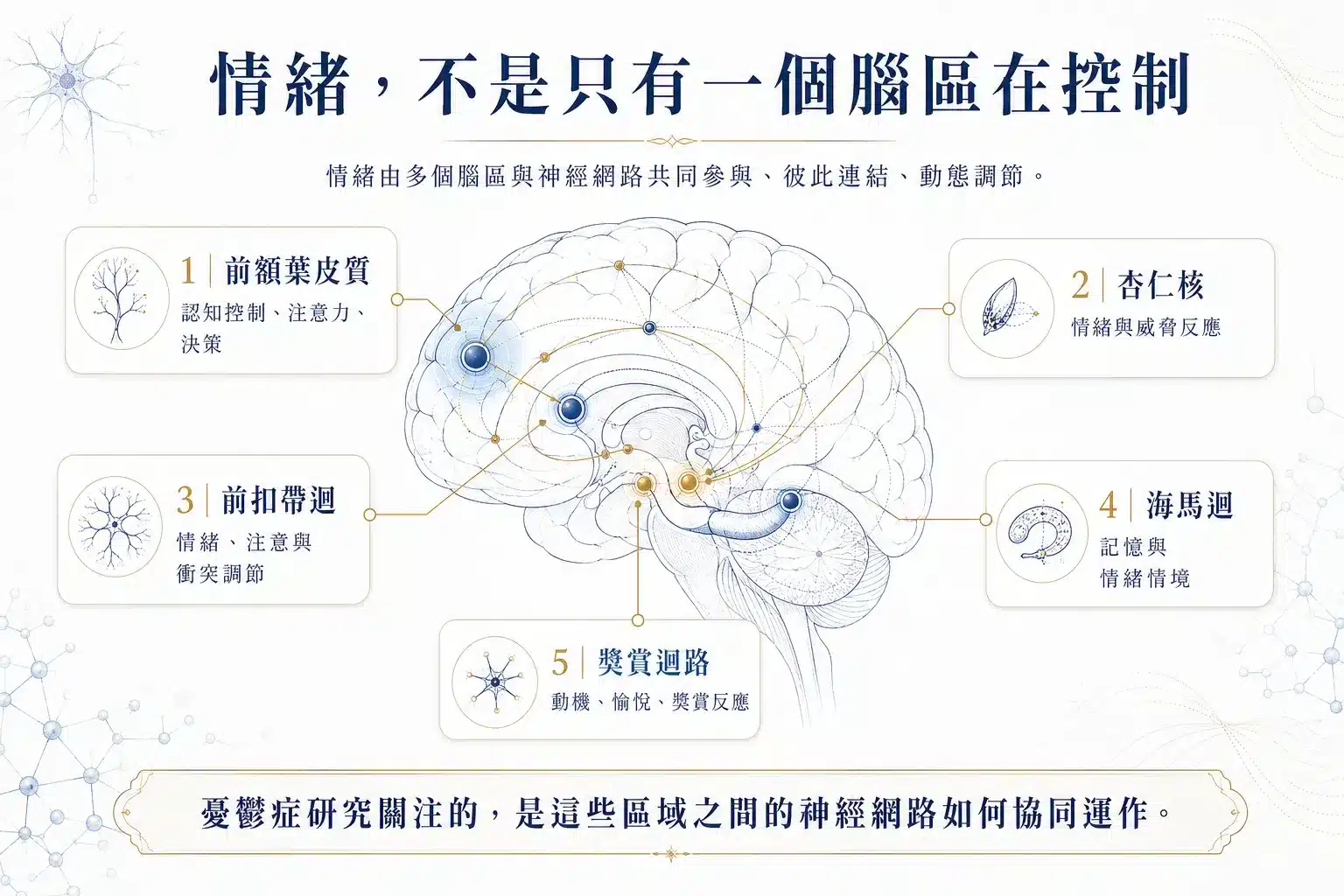 難治型憂鬱症怎麼辦?從大腦神經、自律神經、睡眠修復到 Deep TMS 完整解析 3 憂鬱症相關前額葉皮質、杏仁核、前扣帶迴、海馬迴與獎賞迴路圖解
